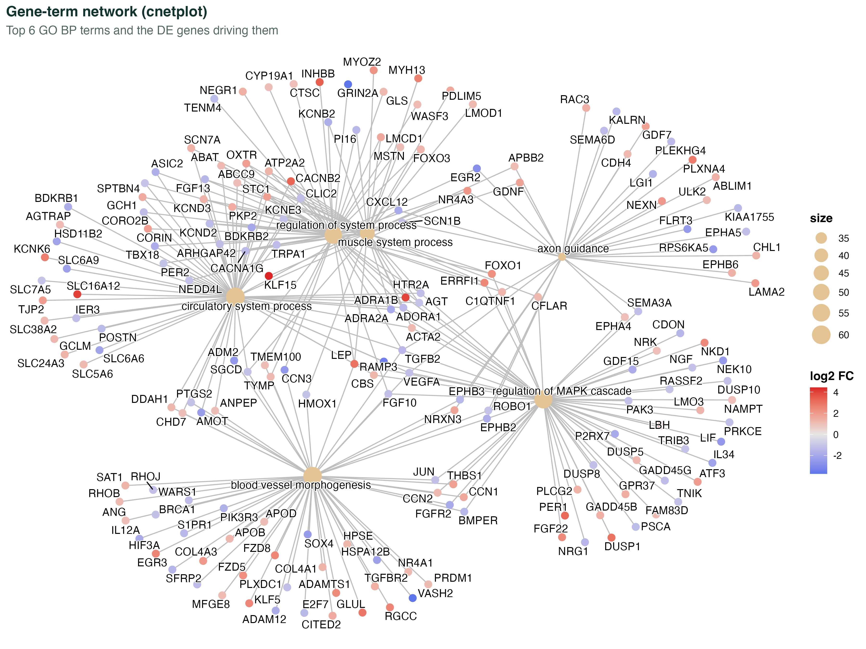 Gene-term cnetplot network