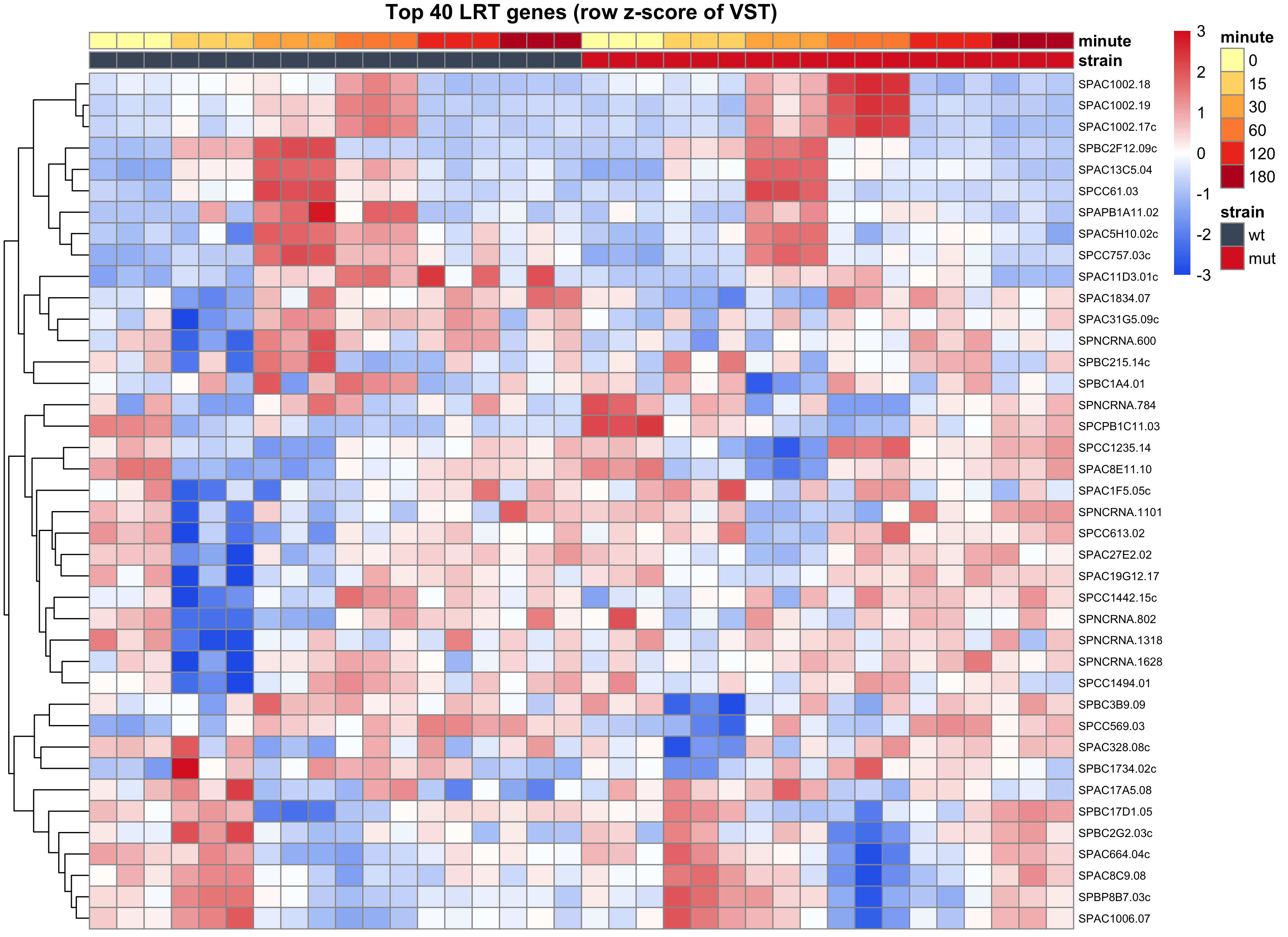 Heatmap of top 40 LRT genes