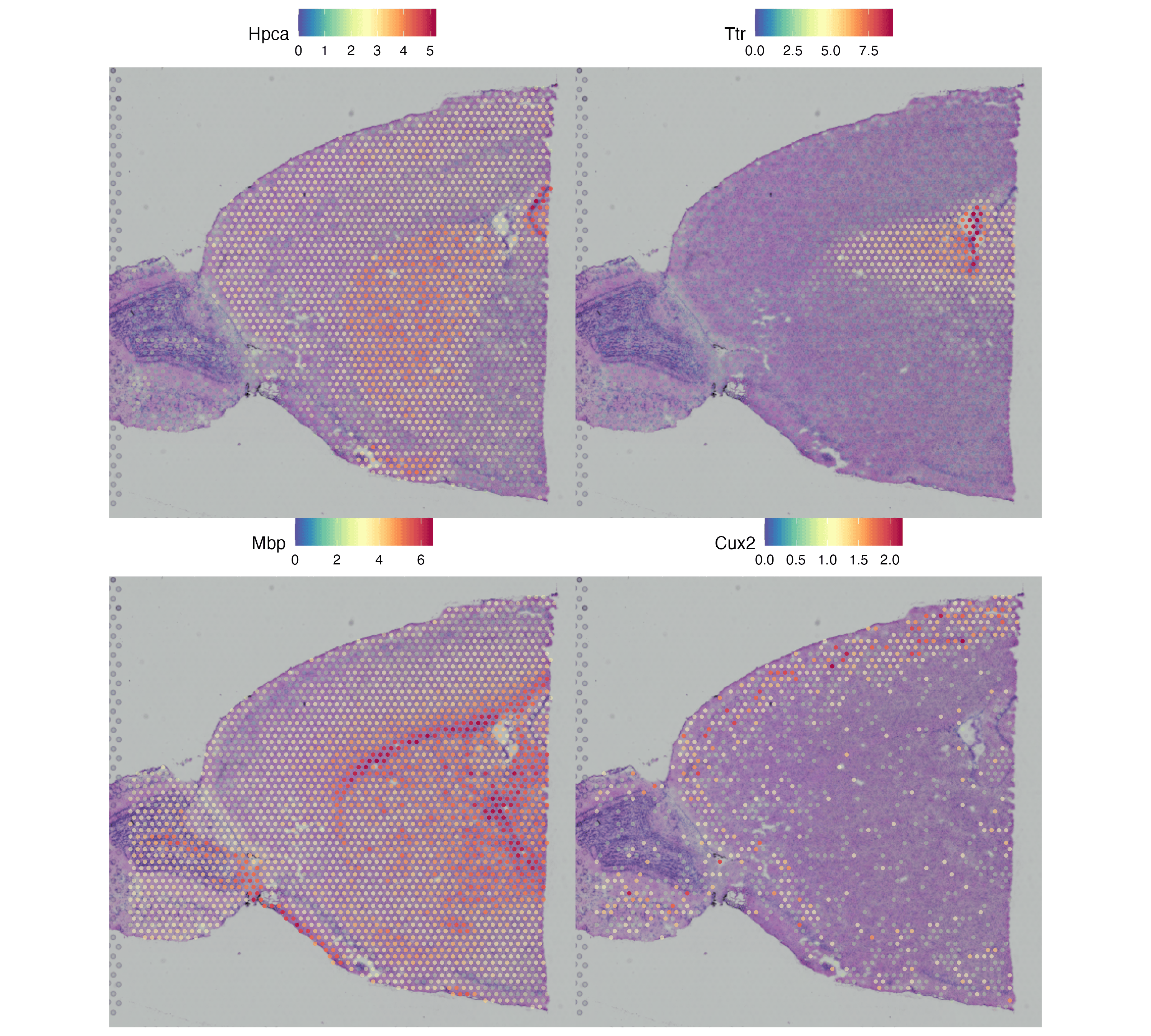 Spatial Feature Plot
